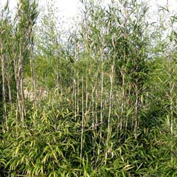 Bambou Pleioblastus chino Hisauchii